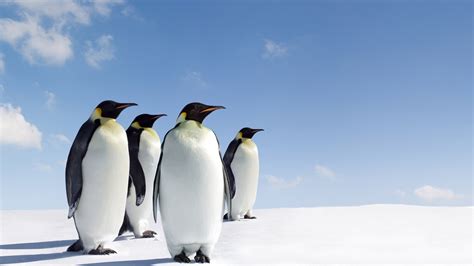 🔥 [50+] Penguin Family Wallpapers | WallpaperSafari