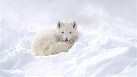 Download Sleeping White Snow Animal Arctic Fox HD Wallpaper