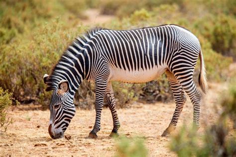 Grevy Zebras, Samburu Game Reserve, Kenya Stock Photo - Image of africa, wild: 10112708