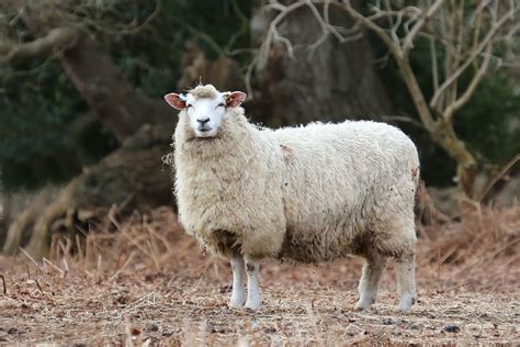 Sheep ewe know how it feels a zero degrees Suffolk 6.2.2015 | This is us, Show us, Animals