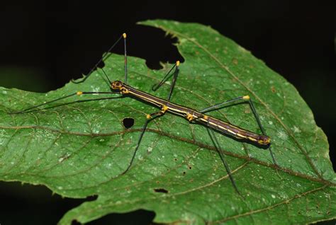 Order Phasmatodea | ENT 425 – General Entomology