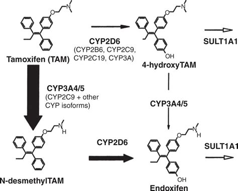 Laboratory testing of CYP2D6 alleles in relation to tamoxifen therapy ...