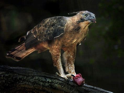 Elang Jawa, burung endemik Pulau Jawa yang dianggap identik dengan burung garuda lambang negara ...