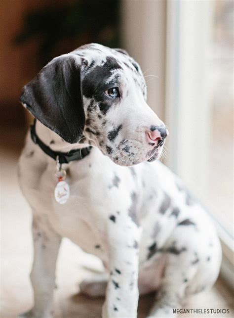 Great Danes are seriously the most beautiful puppies ever. So strong and majestic. | I ♥ Dogs ...