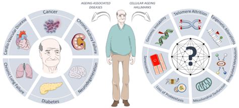 Aging And Disease