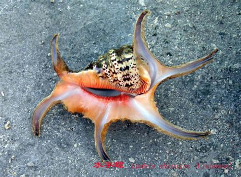 The Weirdest Sea Creatures You've Ever Seen - Photo 9 - Pictures - CBS News