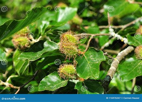 Close Up of a Beech Tree with Female Flowers Stock Image - Image of blossoms, leaves: 116976347