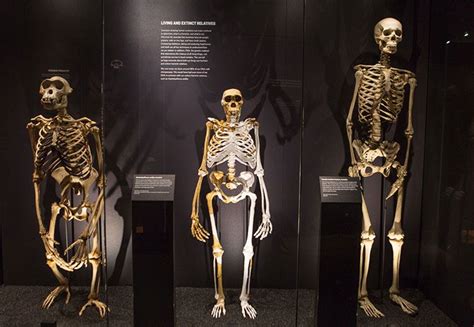 Skeletons of chimpanzee, Australopithecus sediba and a modern human ...