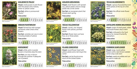 Central Texas Wildflower Guide | Community Impact