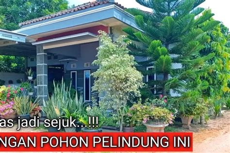 Rekomendasi 7 Jenis Pohon Peneduh untuk Taman Minimalis dan Halaman Kecil, Rumah Tipe 36 Anda ...