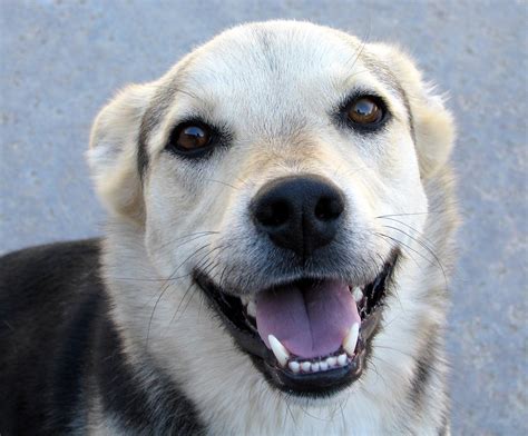 Top 19 des photos de chiens qui sourient à la vie