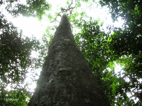 A Wandering Botanist: Visiting Singapore--Sky scrapers and rainforest