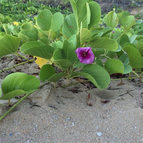 Goats foot Morning Glory- Ipomea pes-caprae | Medicinal plants, Plants, Morning glory