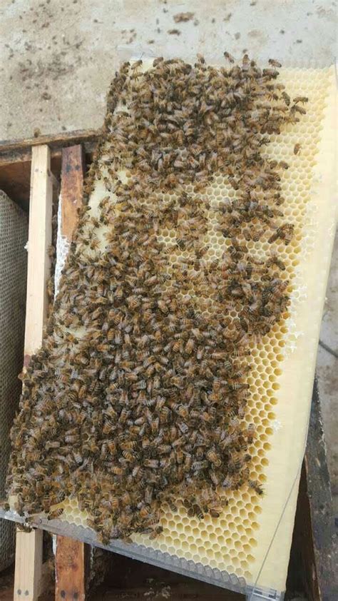 Auto Flow Honey Hive Beekeeping Beehive Frames