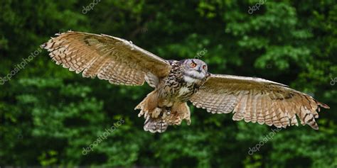 Stunning European eagle owl in flight — Stock Photo © Veneratio #7087801