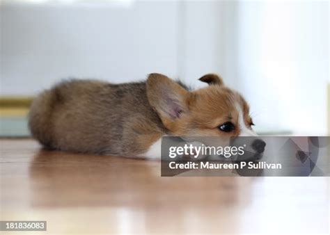 Corgi Puppy Almost Sleeping High-Res Stock Photo - Getty Images