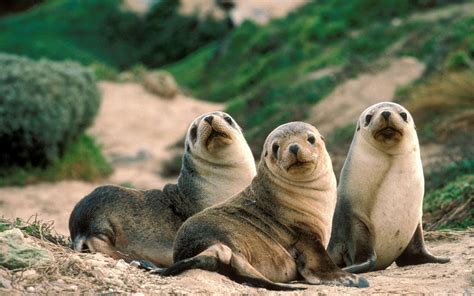 Sea Lion Trio - Sea Lions Wallpaper (40457519) - Fanpop