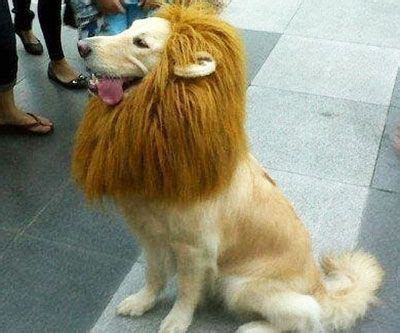 Golden Retriever as a lion costume | Dog lion mane, Pet costumes, Dog hair