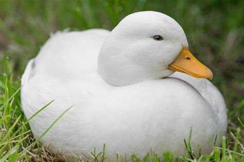 Baby Duck Breeds With Pics