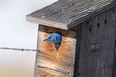 How far from top should hole be on Mountain Bluebird Nest Box? — Mountain Bluebird Trails ...