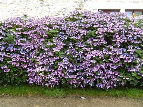 flowering privacy hedges - Google Search | Gardening | Pinterest | Privacy hedge and Gardens