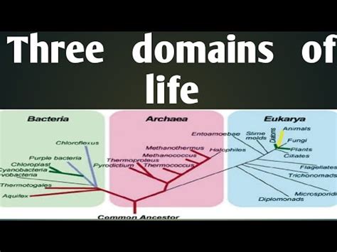 Three domains of life# Domains of life# prokarya# eukarya# archea ...