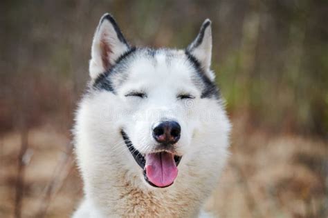 Siberian Husky Dog with Narrow Eyes, Funny Smiling Husky Dog with Laughing Eyes, Cute Doggy ...