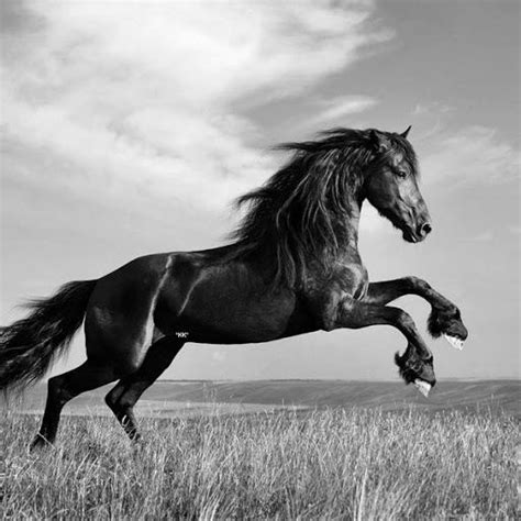 Black and White horse - Black and White Photography Photo (39760890) - Fanpop