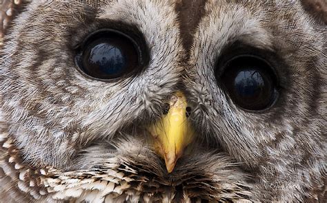 Barred Owl Eye's Photograph by Craig Voth - Pixels