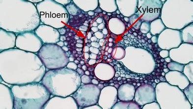 Monocot Root Vascular Bundle