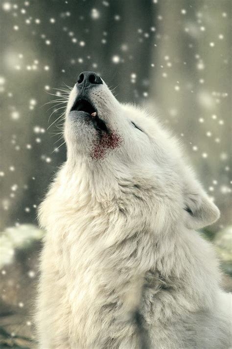 Serious Facts You Must Know about the White Snow Wolf | Pouted.com ...