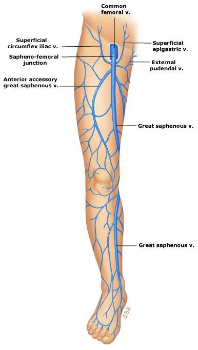 Great saphenous vein