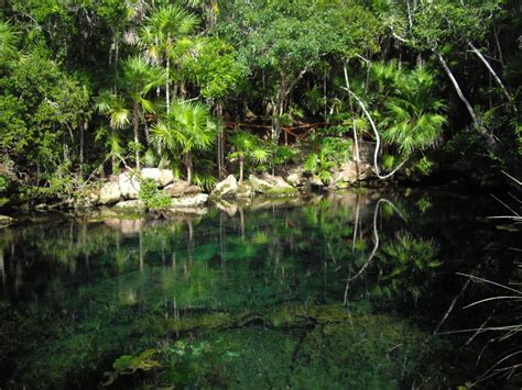 Ecosistemas De Mexico Selva - chefli