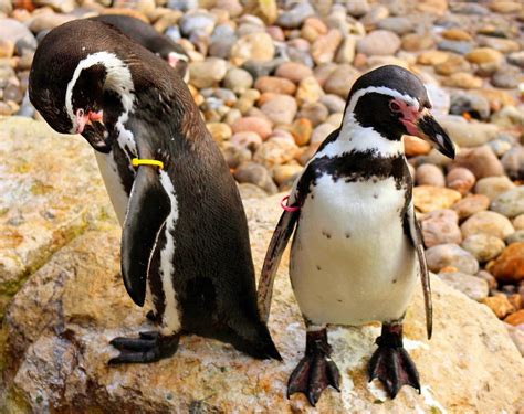 Pick Up A Penguin! | Penguins at Marwell Zoo in Hampshire En… | Flickr