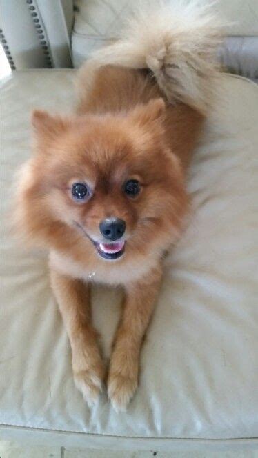 Fox Cut Pomeranian