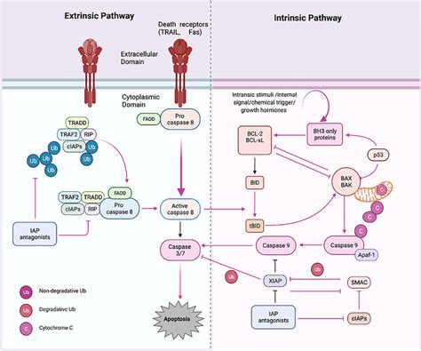 Apoptosis pathways. Apoptosis has two primary routes known as the i ...