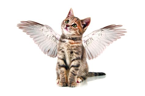 Photos Kittens Cats Wings Funny Angels Animals White 1920x1280