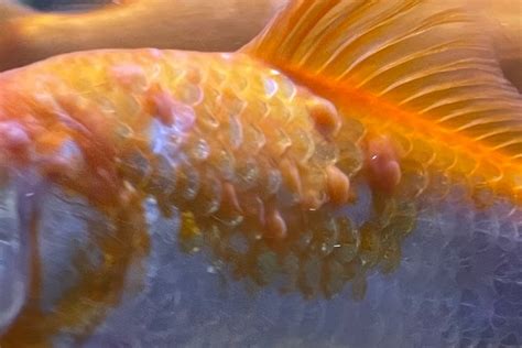 Common Goldfish Diseases: How to Identify and Treat Them