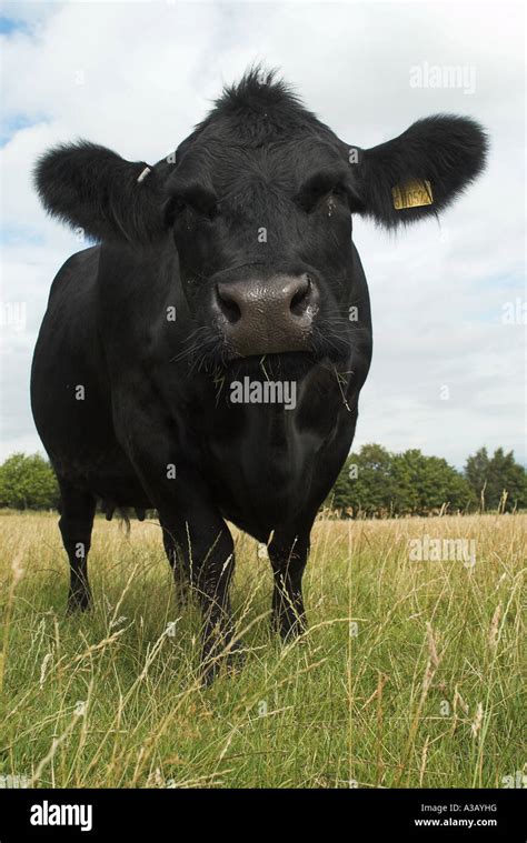 Close up shot of an Aberdeen Angus cows head Stock Photo - Alamy