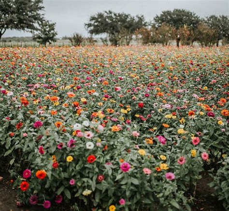 Fredericksburg Texas Online - Wildseed Farms Fredericksburg Texas