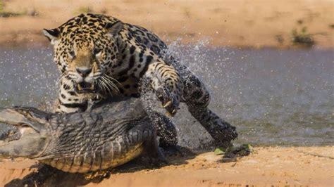 Jaguar hunting down a crocodile. - Imgur | Jaguar animal, Jaguar, Animal attack