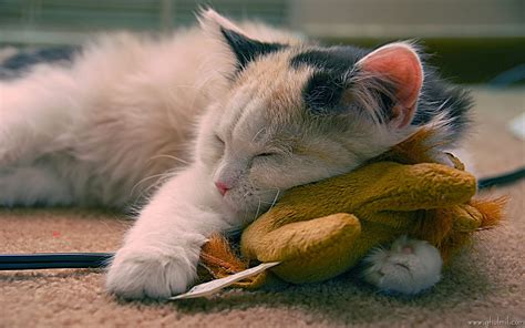 Sleeping cat wallpaper cute on pc - beautiful desktop wallpapers 2014