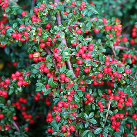 coral beauty cotoneaster, RHS | Cotoneaster, Wild flower meadow, Shrubs