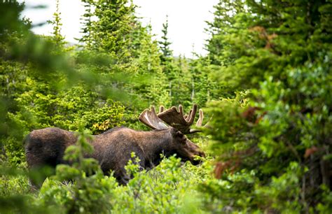 Moose in Brainard Lake Recreation Area | Images | Colorado Encyclopedia