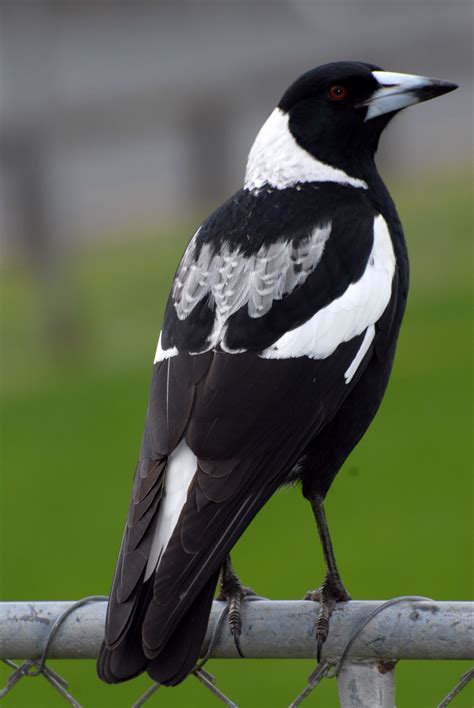 Australian magpie | New Zealand Birds Online