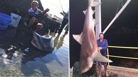 Pictured: Four-metre bull shark caught in Lake Macquarie, 'plenty more around'