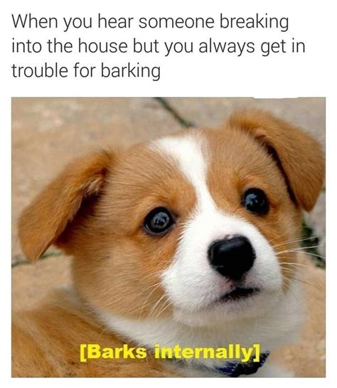 The best Barking memes :) Memedroid