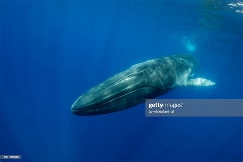 Fin Whale Close Up View High-Res Stock Photo - Getty Images