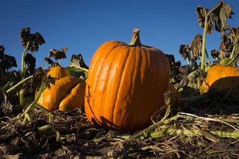 Well the Frost Was On the Pumpkin