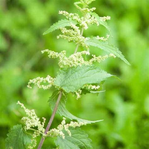 Nettle Flower Essence | Crystal Herbs Shop | UK